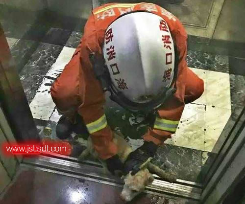 消防人員營救小狗